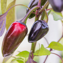 Load image into Gallery viewer, Chilli &#39;Hungarian Black&#39; Seeds
