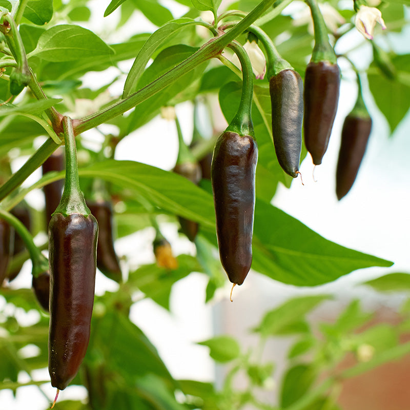 Chilli 'Hungarian Black' Seeds – Stocks & Green