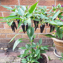 Load image into Gallery viewer, Chilli &#39;Hungarian Black&#39; Seeds
