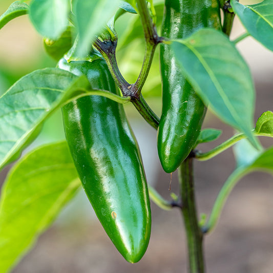 Chilli 'Jalapeno M' - Seeds
