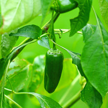 Load image into Gallery viewer, Chilli Jalapeno - Seeds
