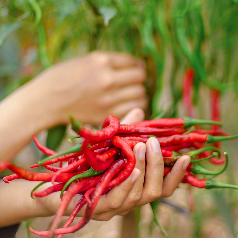 Chilli 'Long Slim' Seeds
