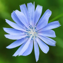 Load image into Gallery viewer, Cichorium intybus- Chicory Seeds

