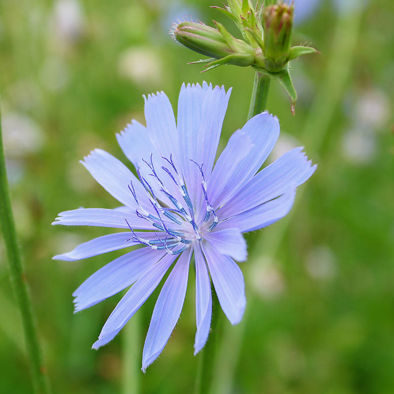 Cichorium intybus Chicory Seeds Stocks & Green