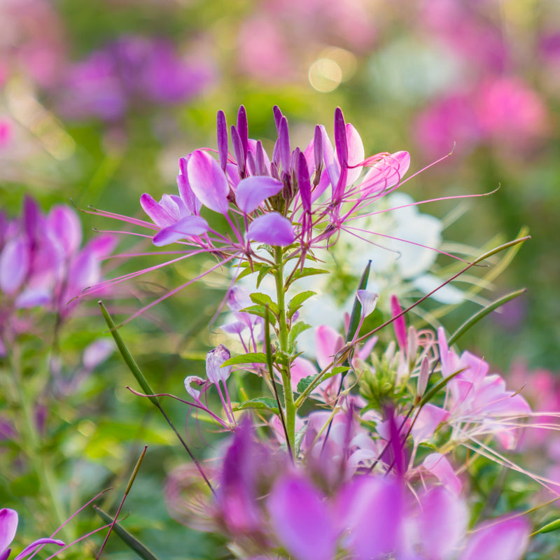 Cleome 'Colour Fountain' Seeds