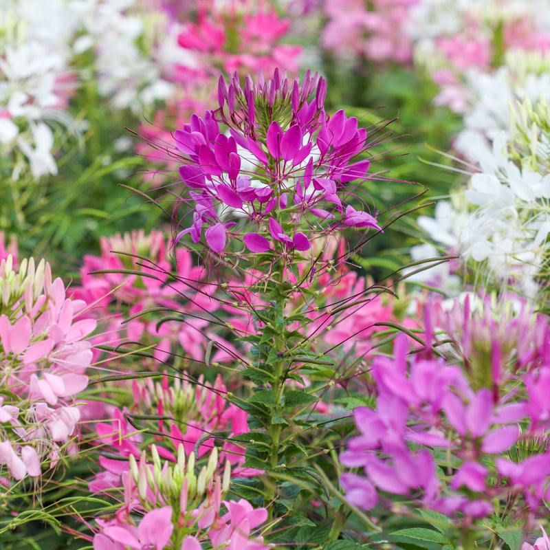 Cleome 'Colour Fountain' Seeds