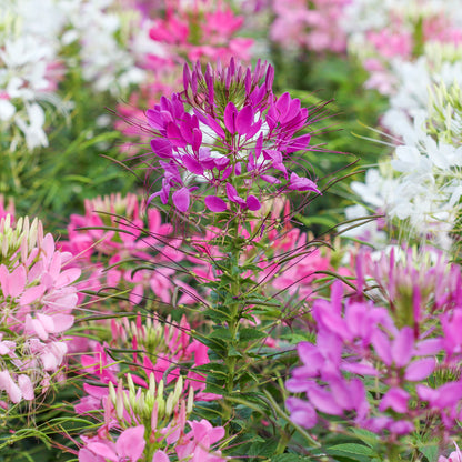 Cleome 'Colour Fountain' Seeds