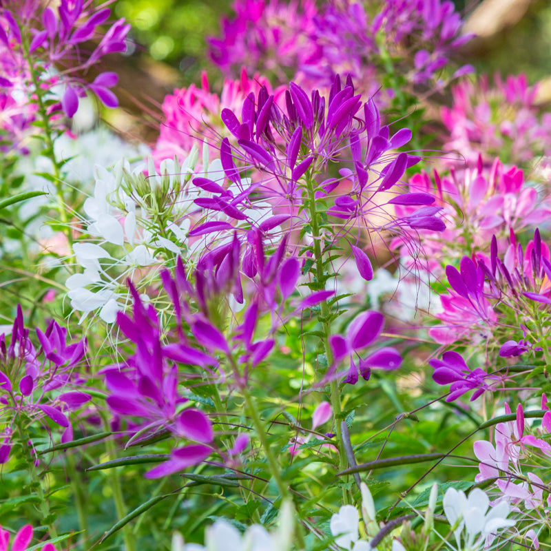 Cleome 'Colour Fountain' Seeds