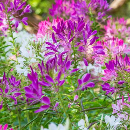 Cleome 'Colour Fountain' Seeds