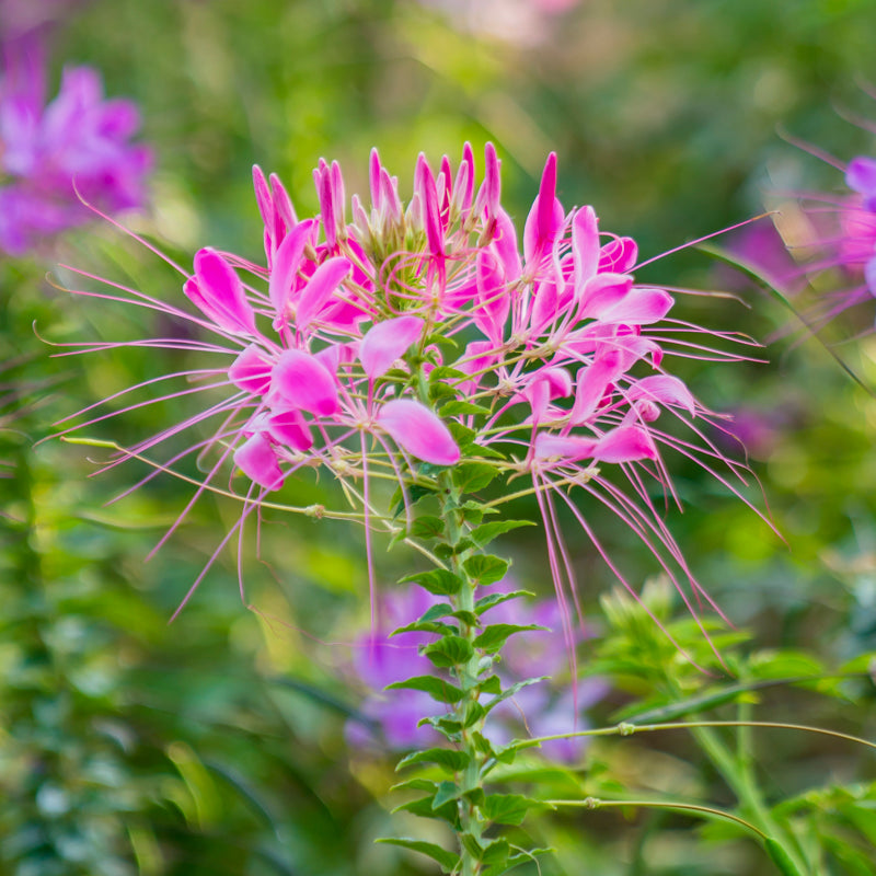 Cleome 'Colour Fountain' Seeds