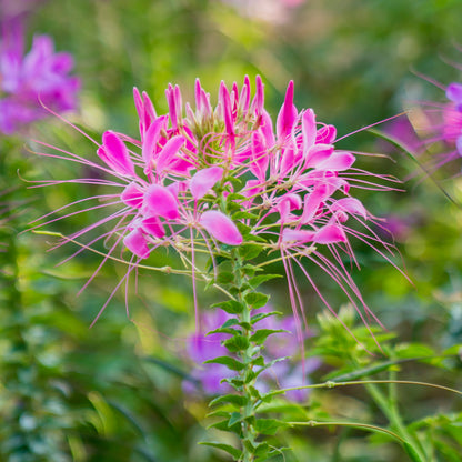 Cleome 'Colour Fountain' Seeds