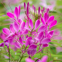 Load image into Gallery viewer, Cleome &#39;Rose Queen&#39; Seeds
