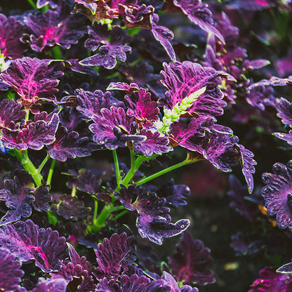 Coleus 'Black Dragon' Seeds
