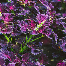 Load image into Gallery viewer, Coleus &#39;Black Dragon&#39; Seeds
