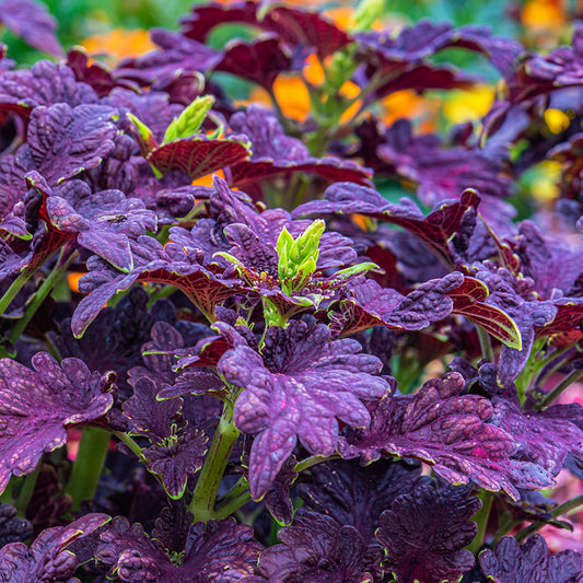 Coleus 'Black Dragon' Seeds
