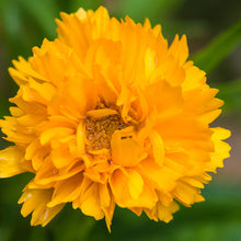 Load image into Gallery viewer, Coreopsis &#39;Golden Crown&#39; Seeds
