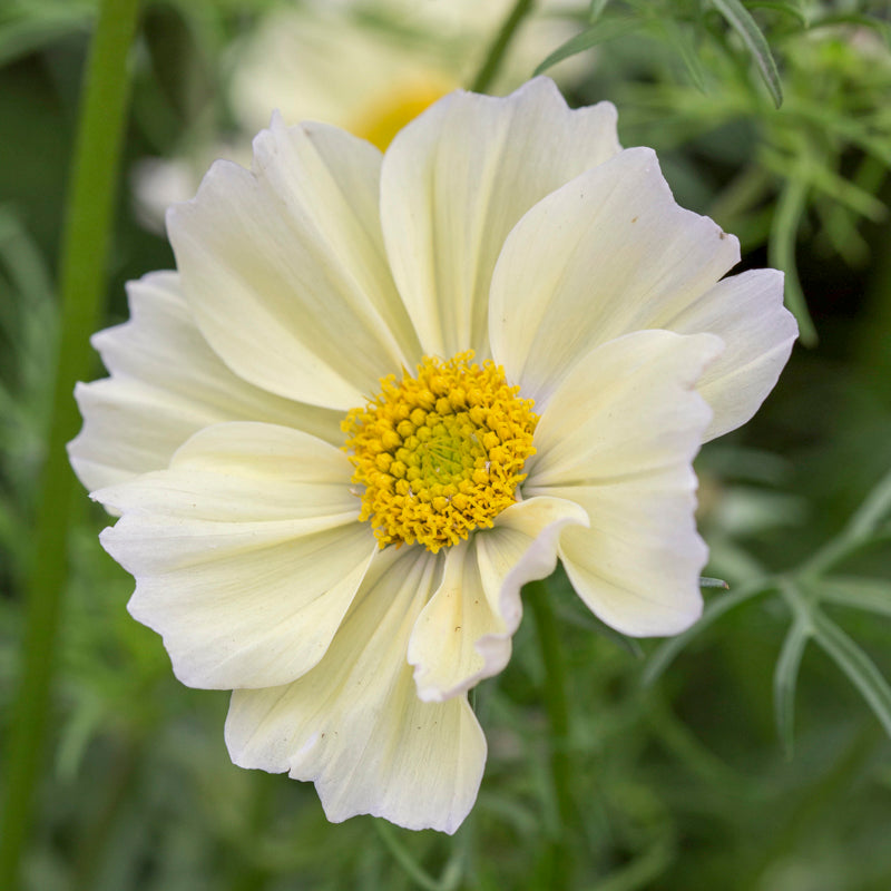 Cosmos bipinnatus 'Xanthos' Seeds