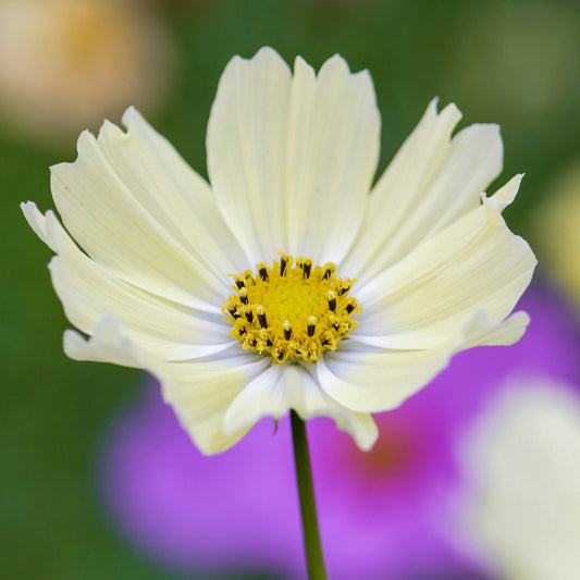 Cosmos bipinnatus 'Xanthos' Seeds