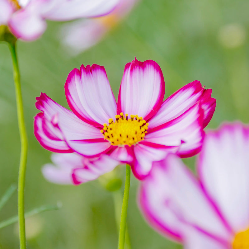 The Cosmos Candy Stripe Flower Seed The Cosmos Candy Stripe Flower Seed