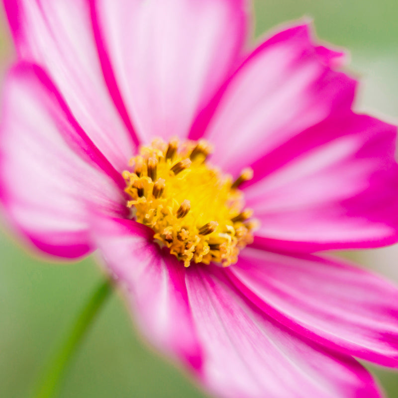 Cosmos 'Candy Stripe' Seeds