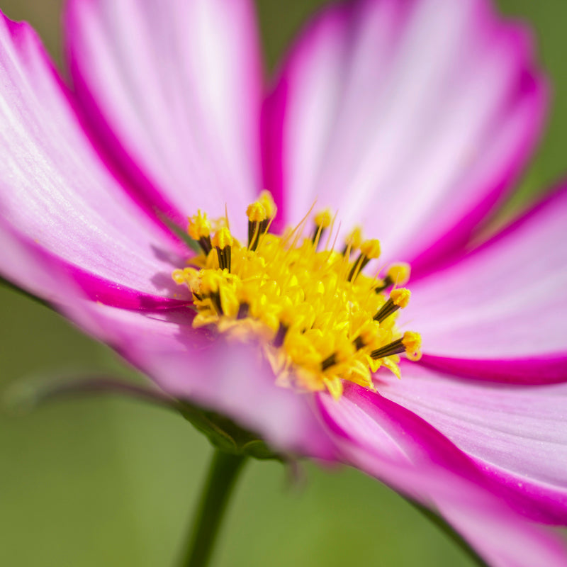 Cosmos 'Candy Stripe' Seeds