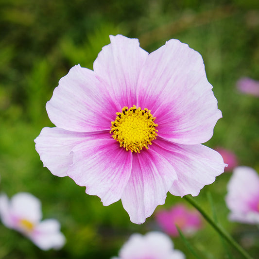 Cosmos 'Daydream' Seeds
