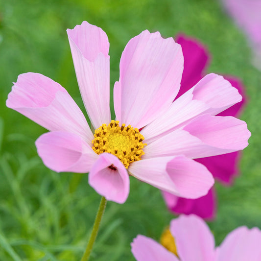 Cosmos 'Hummingbird Lilac' Seeds