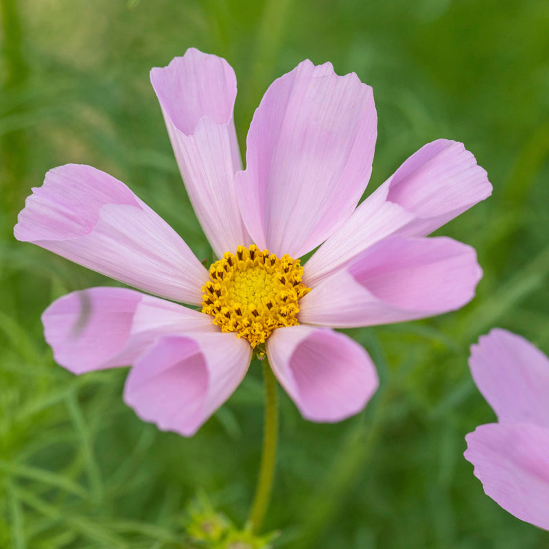 Cosmos 'Hummingbird Lilac' Seeds