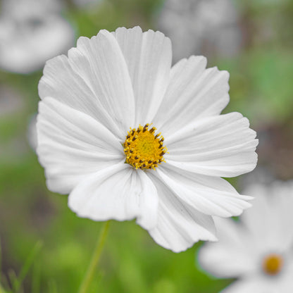 Cosmos 'Purity' Seeds