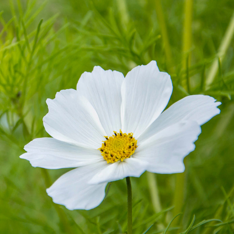 Cosmos 'Purity' Seeds