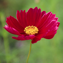 Load image into Gallery viewer, Cosmos &#39;Rubenza&#39; Seeds
