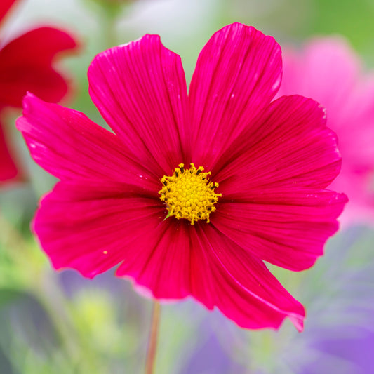 Cosmos 'Rubenza' Seeds