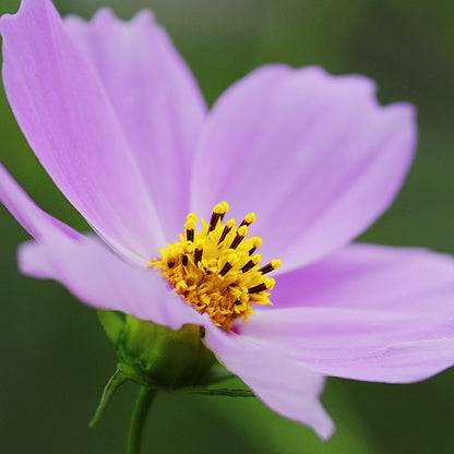Cosmos Sensation 'Pinkie' Seeds