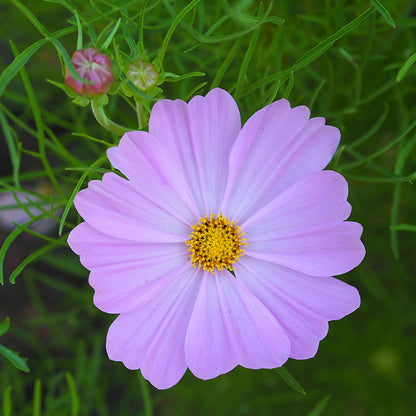 Cosmos Sensation 'Pinkie' Seeds