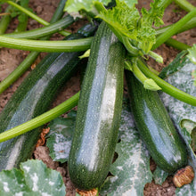 Load image into Gallery viewer, Courgette &#39;Zucchini&#39; Seeds
