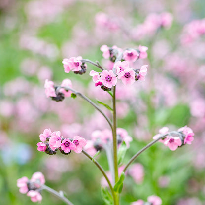 Cynoglossum 'Mystic Pink' Seeds