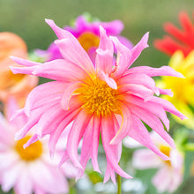 Load image into Gallery viewer, Dahlia &#39;Cactus Mixed&#39; Seeds
