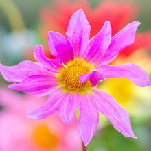 Load image into Gallery viewer, Dahlia &#39;Cactus Mixed&#39; Seeds
