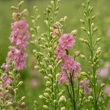 Load image into Gallery viewer, Delphinium consolida &#39;Salmon Spire&#39; Seeds
