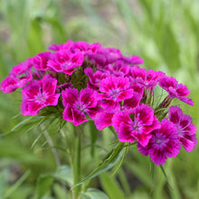 Load image into Gallery viewer, Dianthus barbatus &#39;Messenger&#39; Seeds
