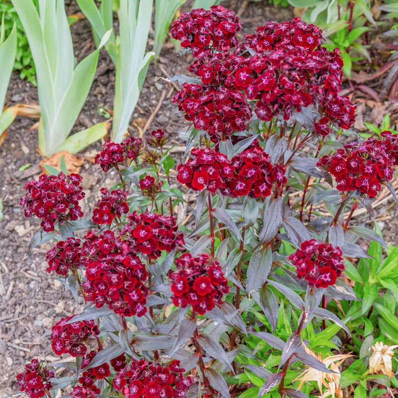 Dianthus barbatus 'Nigrescens' Seeds