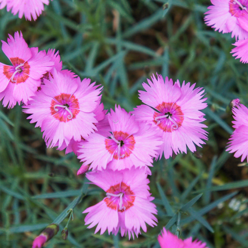 Dianthus 'Sweetness Mixed' Seeds