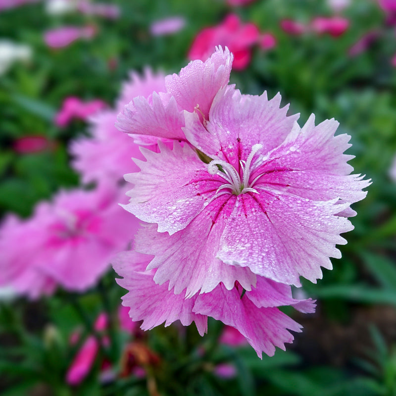 Dianthus 'Sweetness Mixed' Seeds