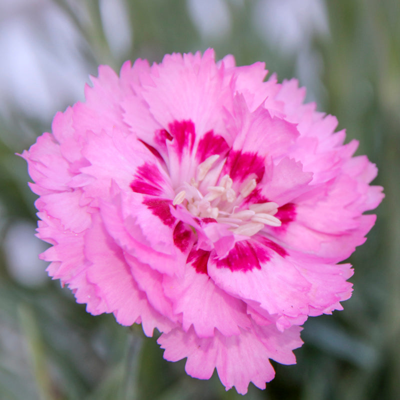 Dianthus 'Sweetness Mixed' Seeds