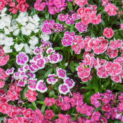 Dianthus 'Sweetness Mixed' Seeds