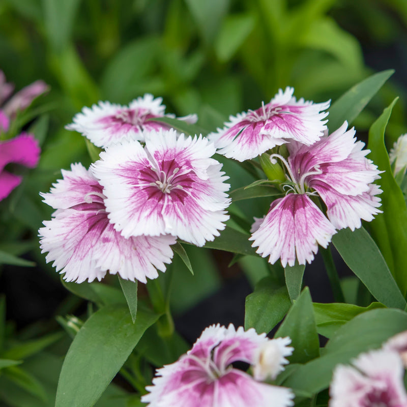 Dianthus 'Sweetness Mixed' Seeds