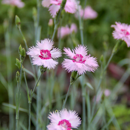 Dianthus 'Sweetness Mixed' Seeds