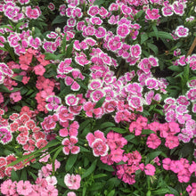 Load image into Gallery viewer, Dianthus &#39;Sweetness Mixed&#39; Seeds
