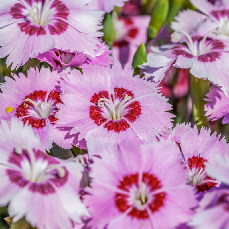 Dianthus 'Sweetness Mixed' Seeds