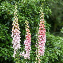 Load image into Gallery viewer, Digitalis &#39;Apricot&#39; (Foxgloves) Seeds
